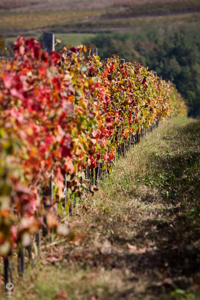 Podrum Braća Rajković 11